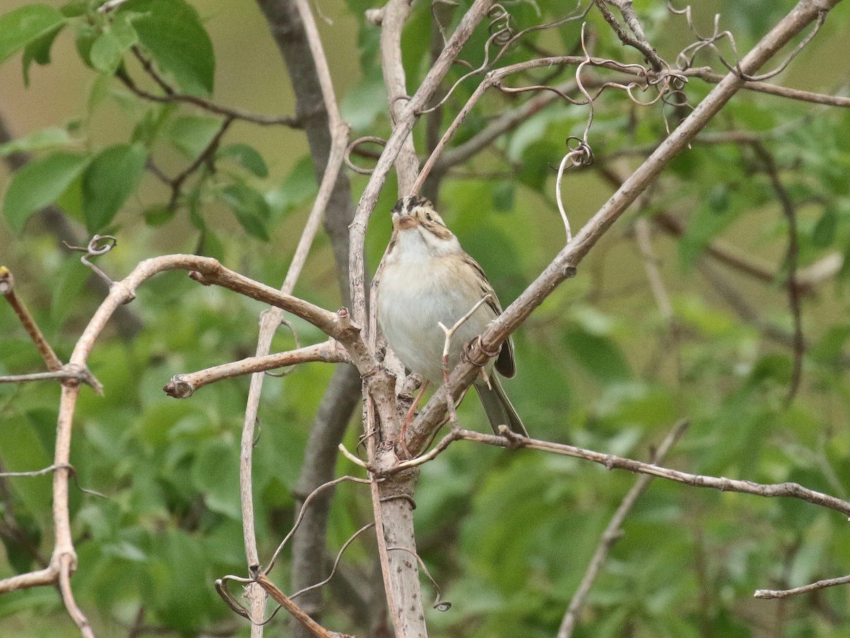 Clay-colored Sparrow - Paul Jacyk