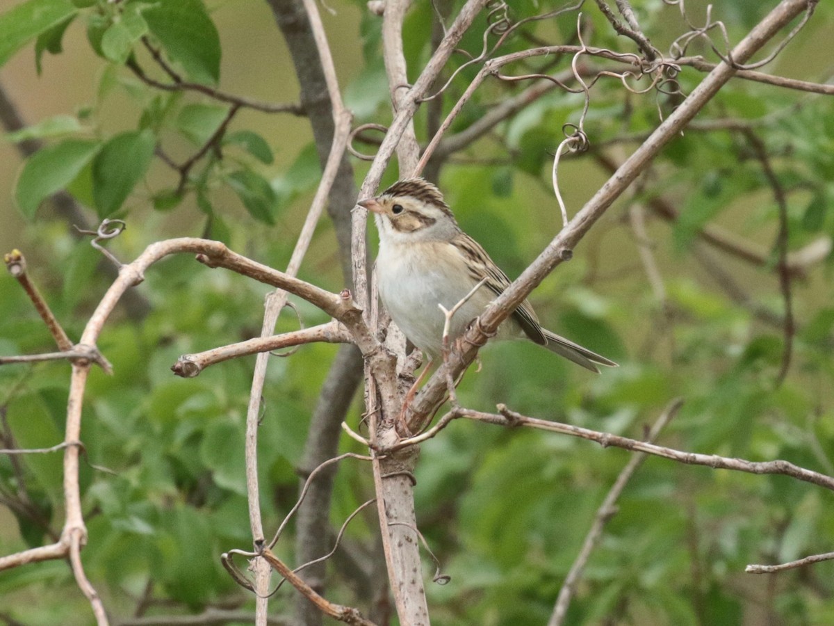 Clay-colored Sparrow - ML618539834