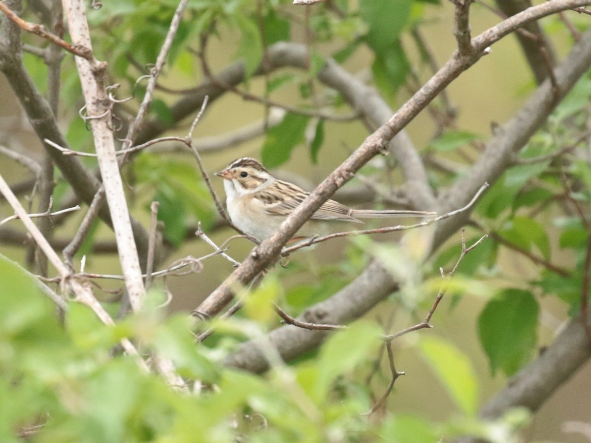 Clay-colored Sparrow - ML618539835