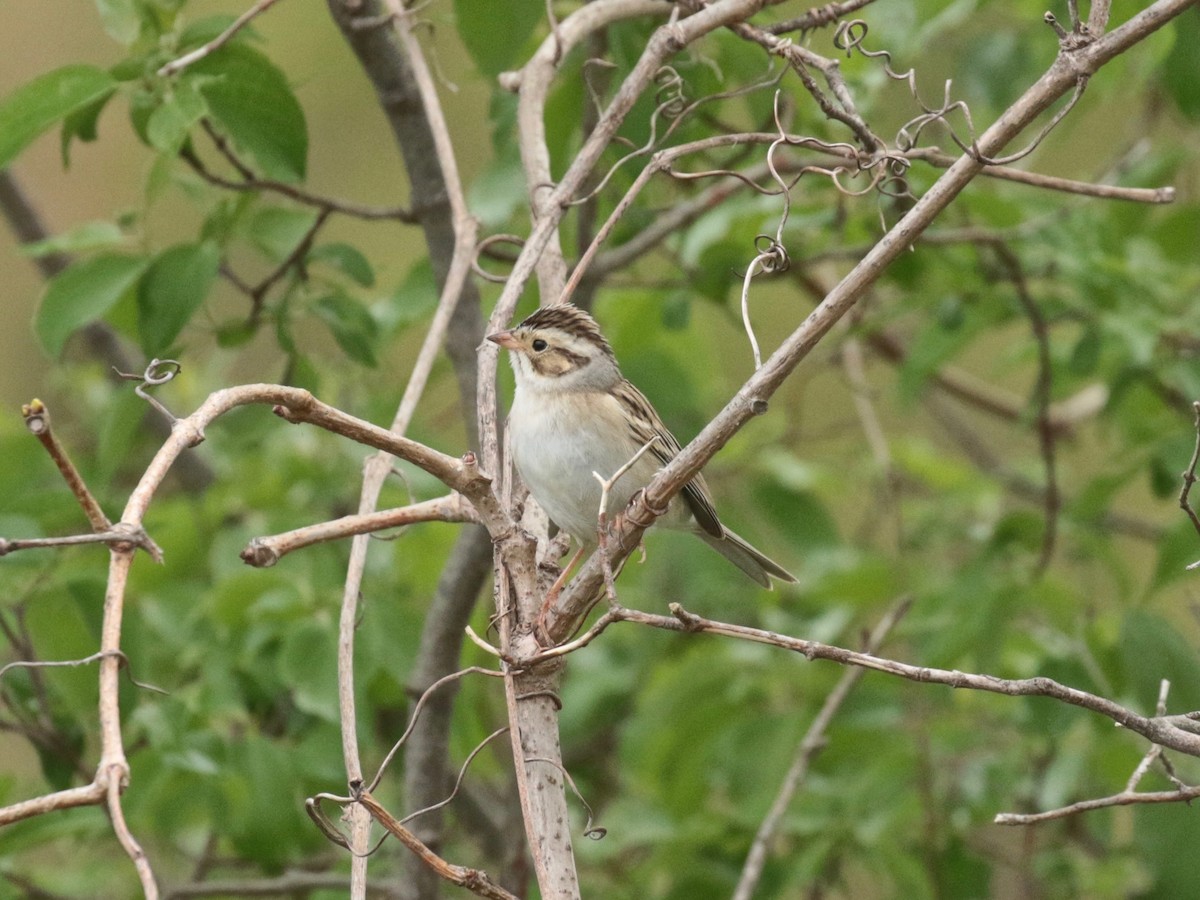 Clay-colored Sparrow - ML618539836