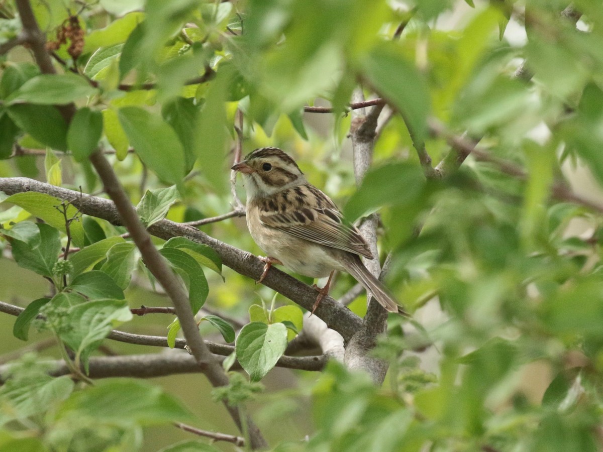 Clay-colored Sparrow - ML618539837