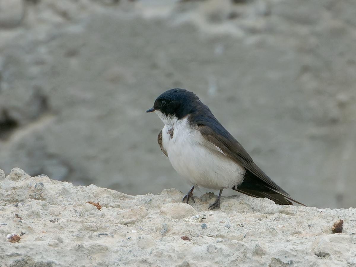 Blue-and-white Swallow - ML618539850
