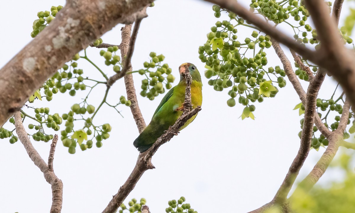 Philippine Hanging-Parrot - Paul Fenwick