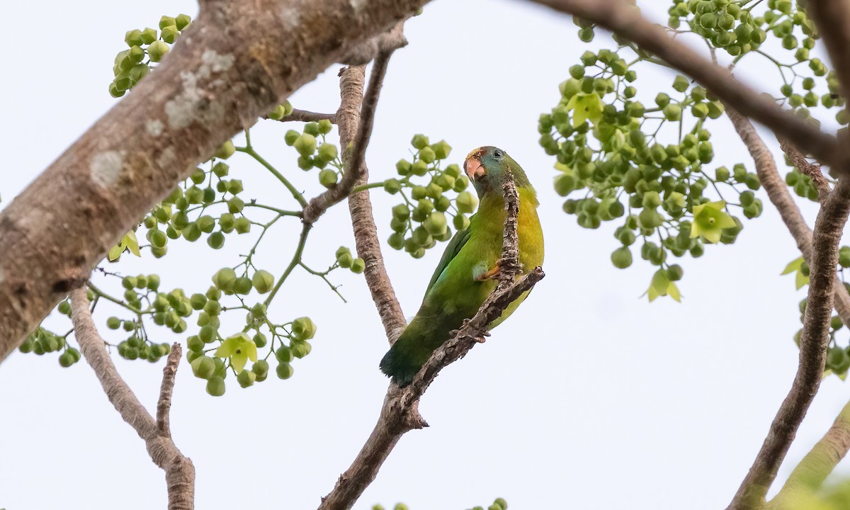 Philippine Hanging-Parrot - ML618539927