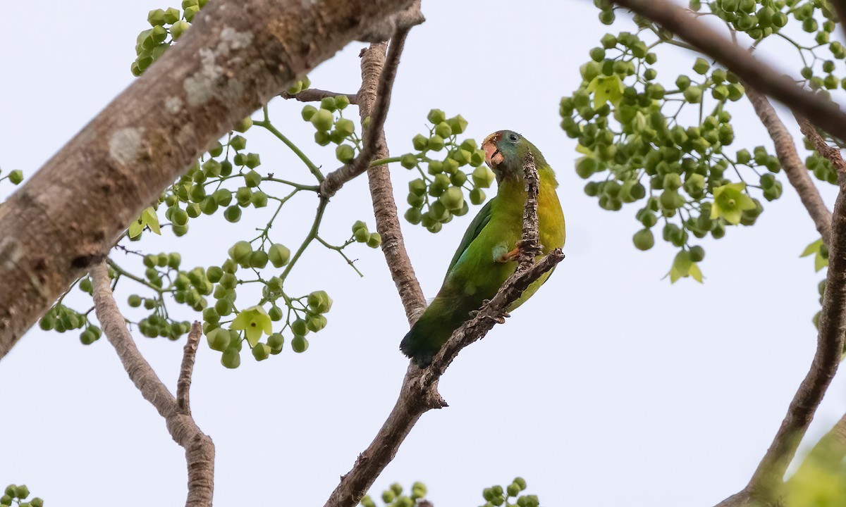 Philippine Hanging-Parrot - ML618539928