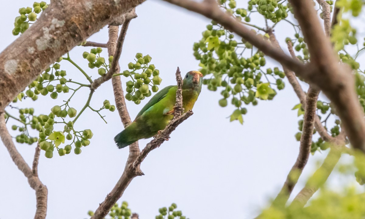 Philippine Hanging-Parrot - Paul Fenwick