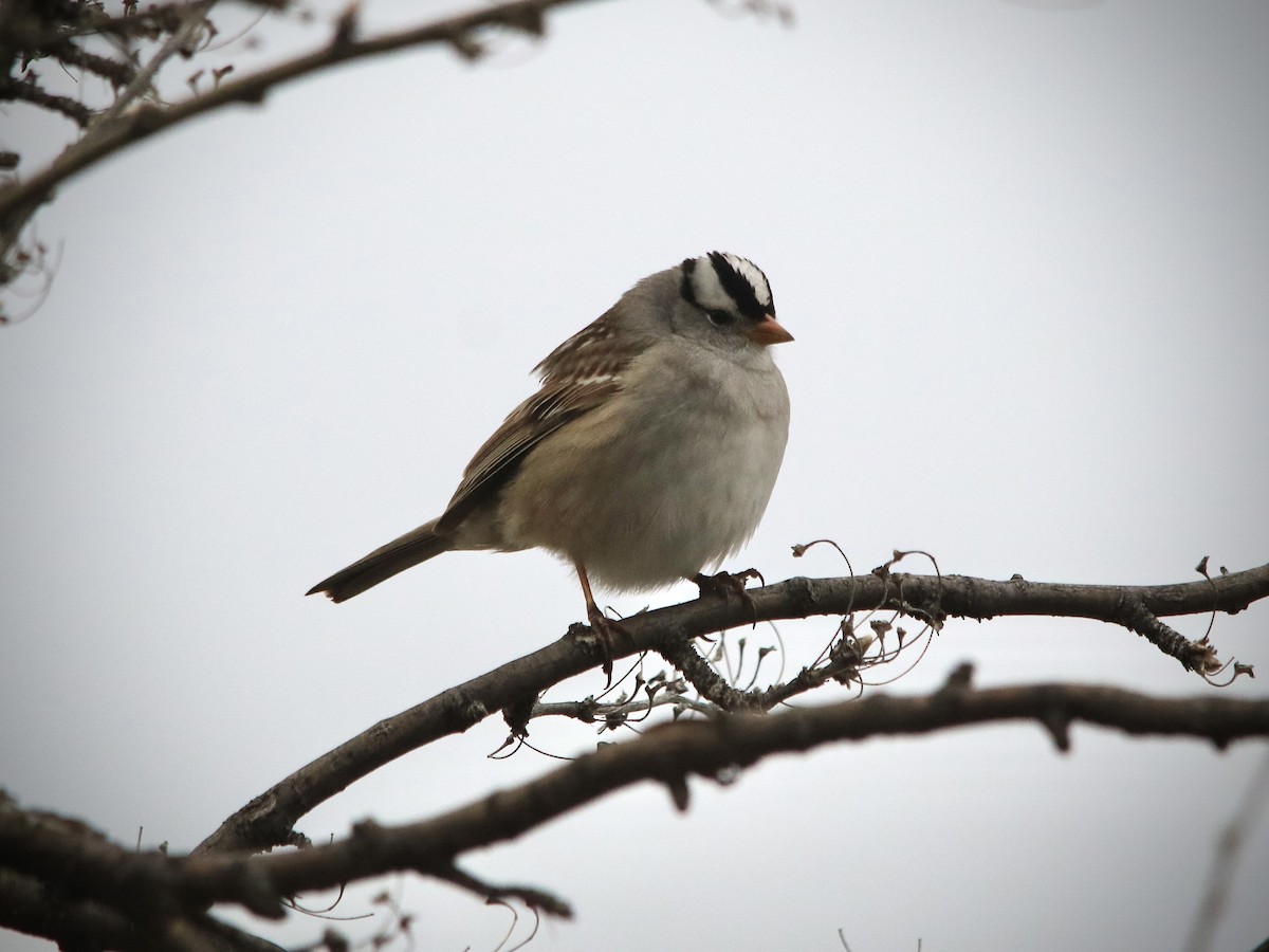 White-crowned Sparrow - Jocelyn Rawleigh