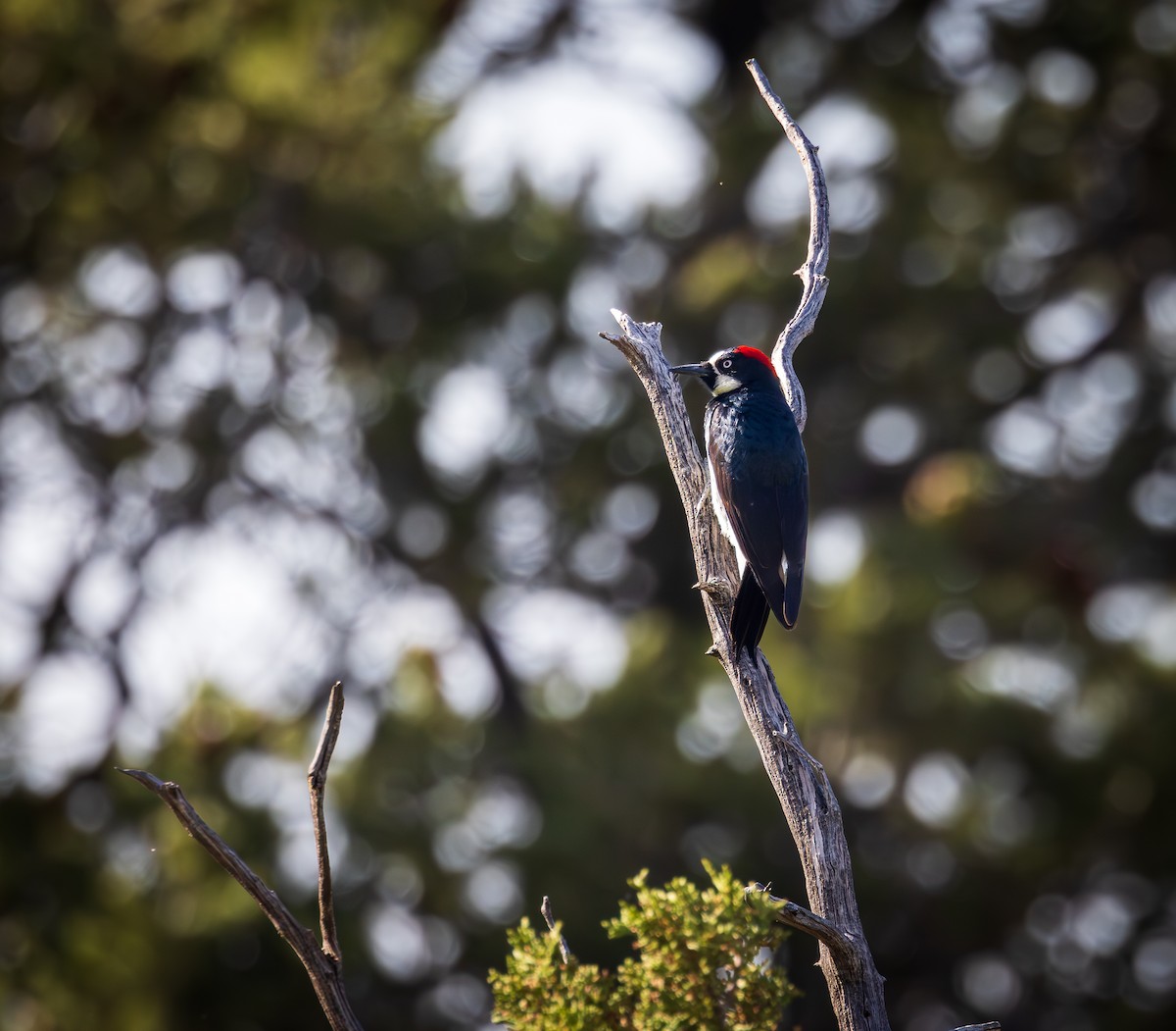 Acorn Woodpecker - Joshua Wykes