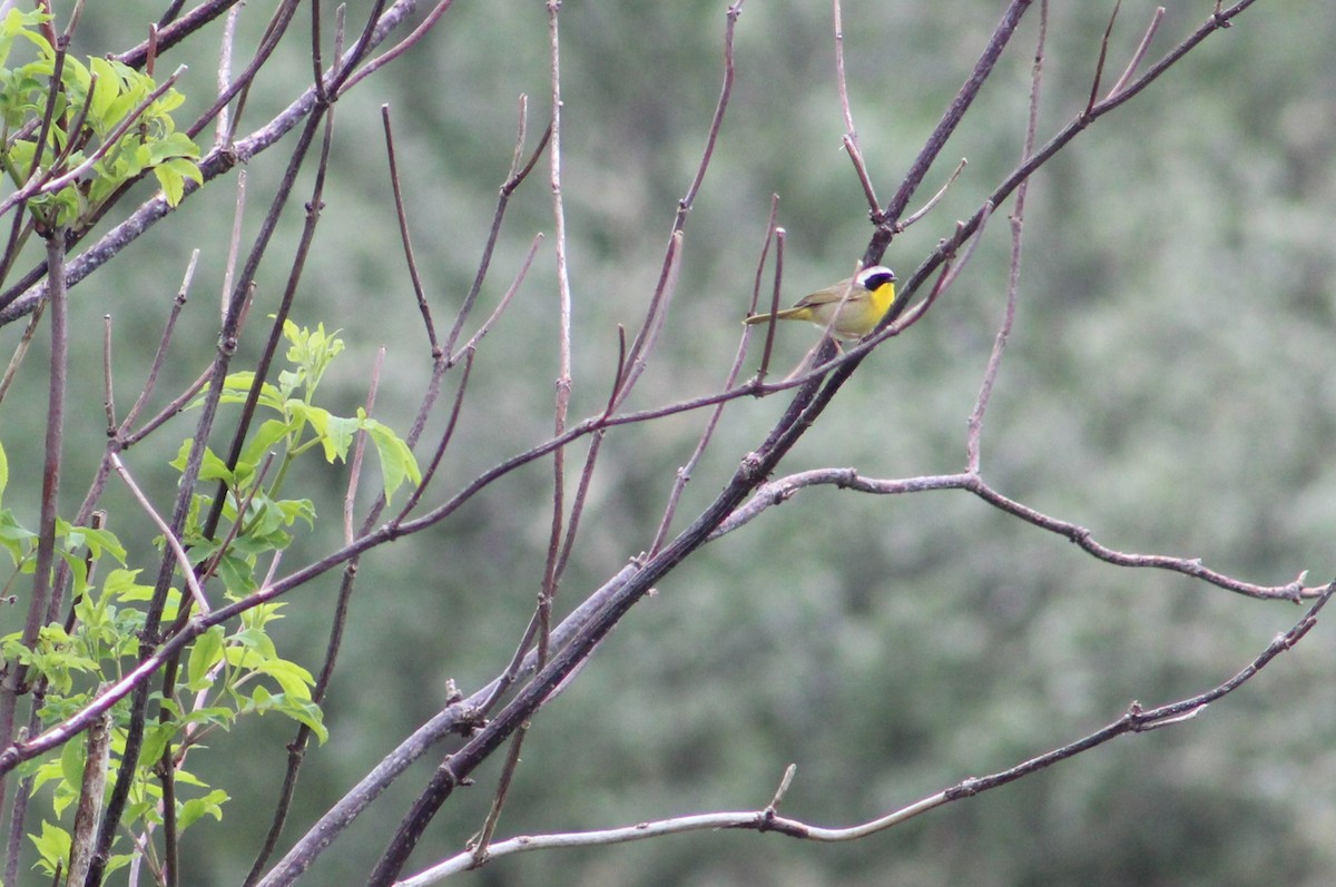 Common Yellowthroat - Savannah Messinger (Sexton)