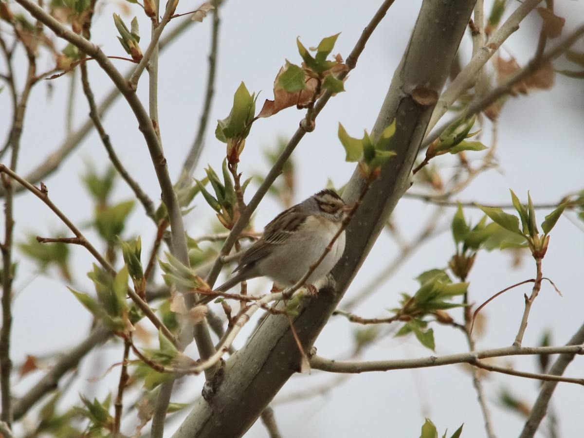Clay-colored Sparrow - ML618539976