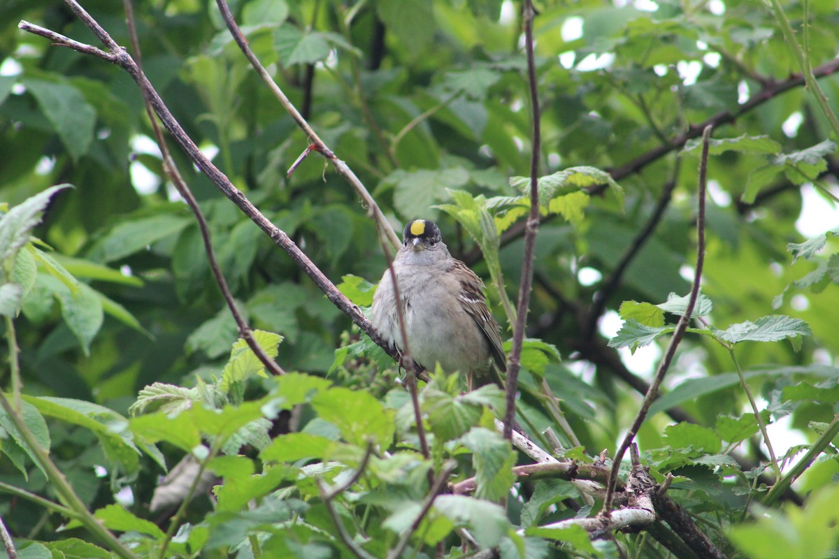 Golden-crowned Sparrow - ML618539978