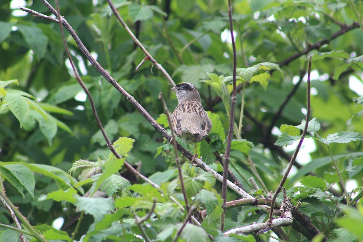 Golden-crowned Sparrow - ML618539979
