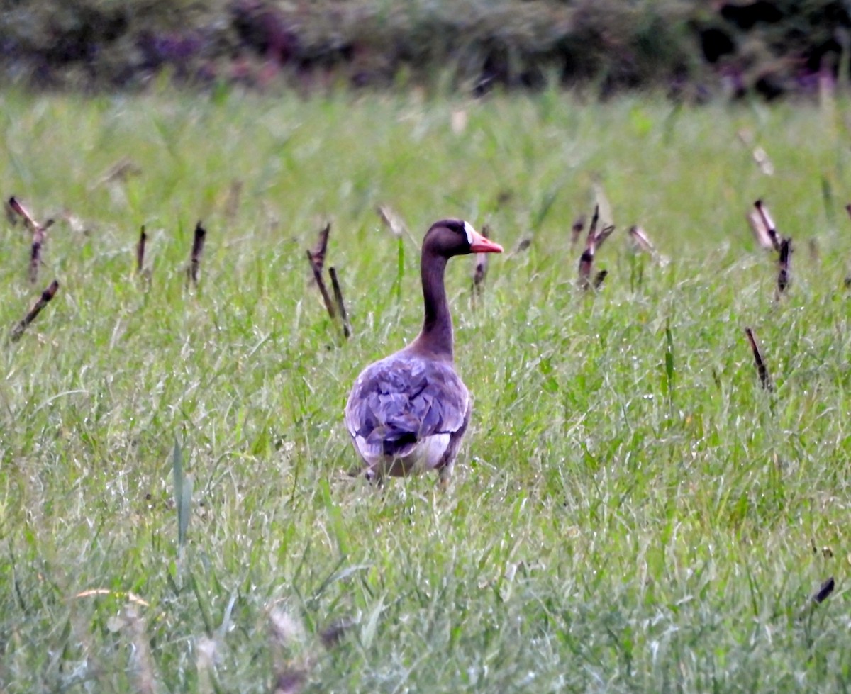 Greater White-fronted Goose - ML618540009