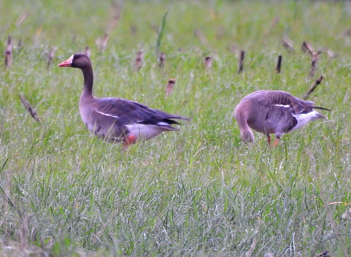 Greater White-fronted Goose - ML618540010