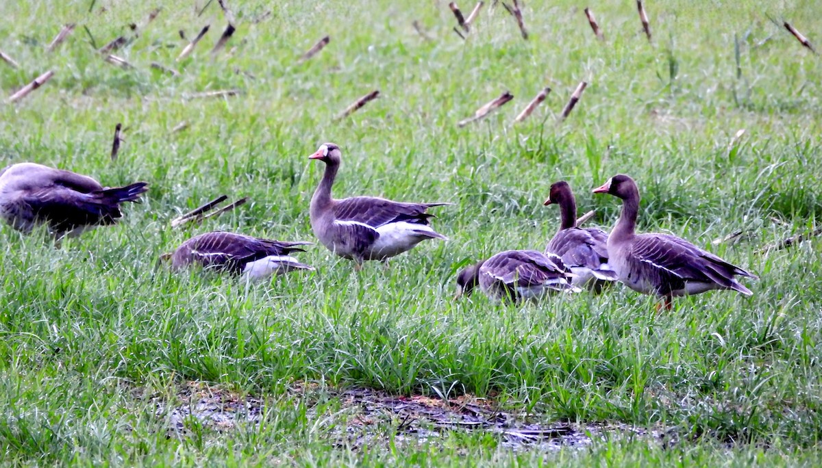 Greater White-fronted Goose - ML618540011