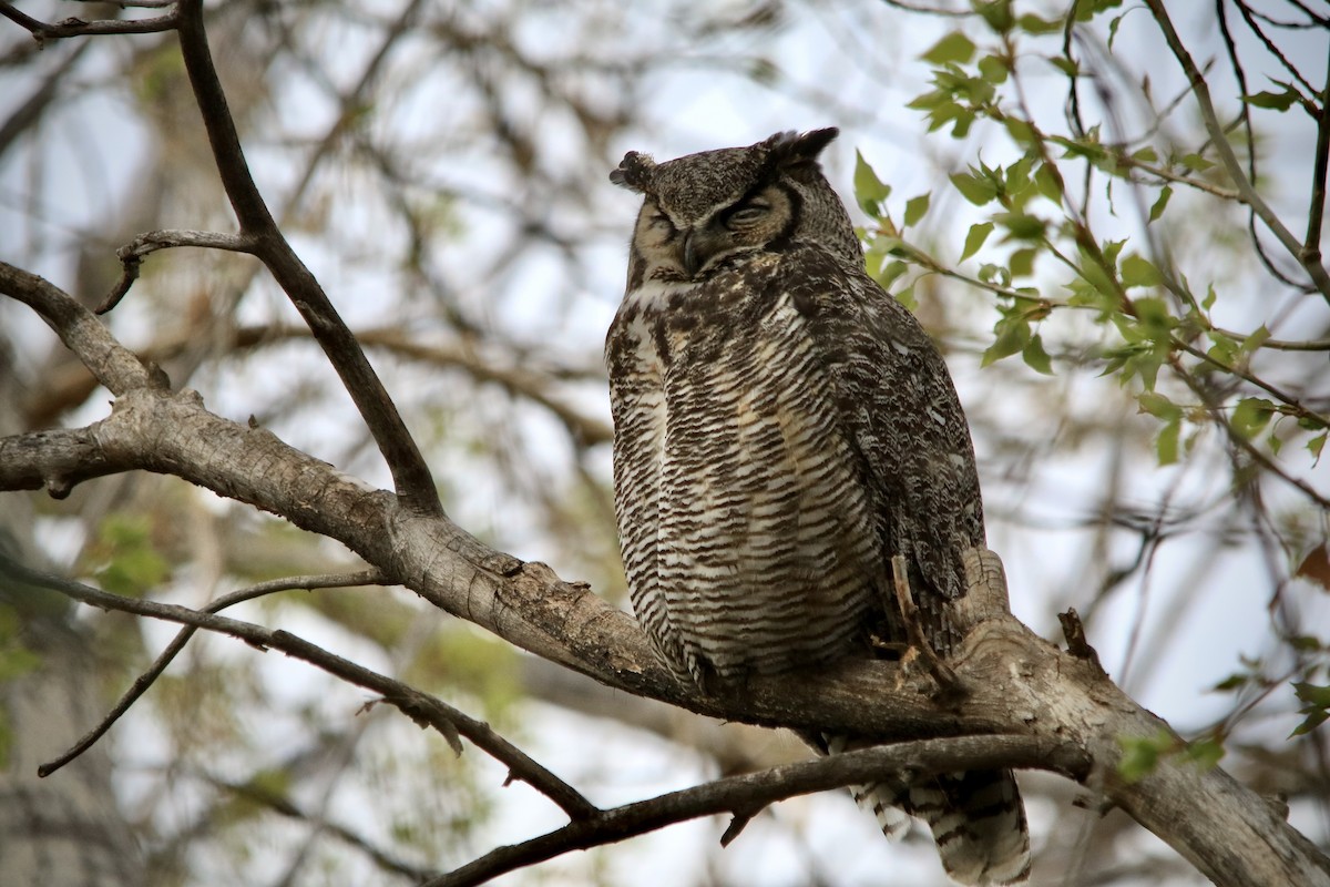 Great Horned Owl - ML618540050