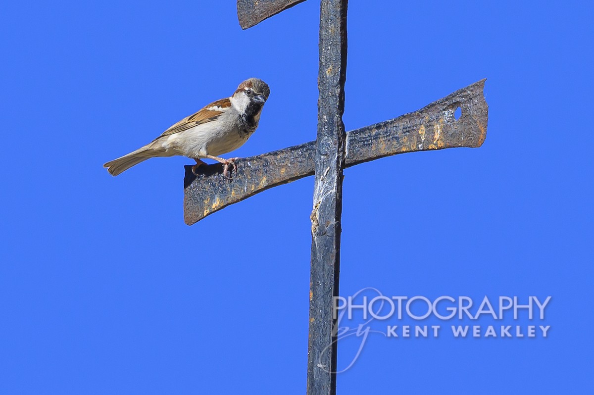 House Sparrow - Kent Weakley