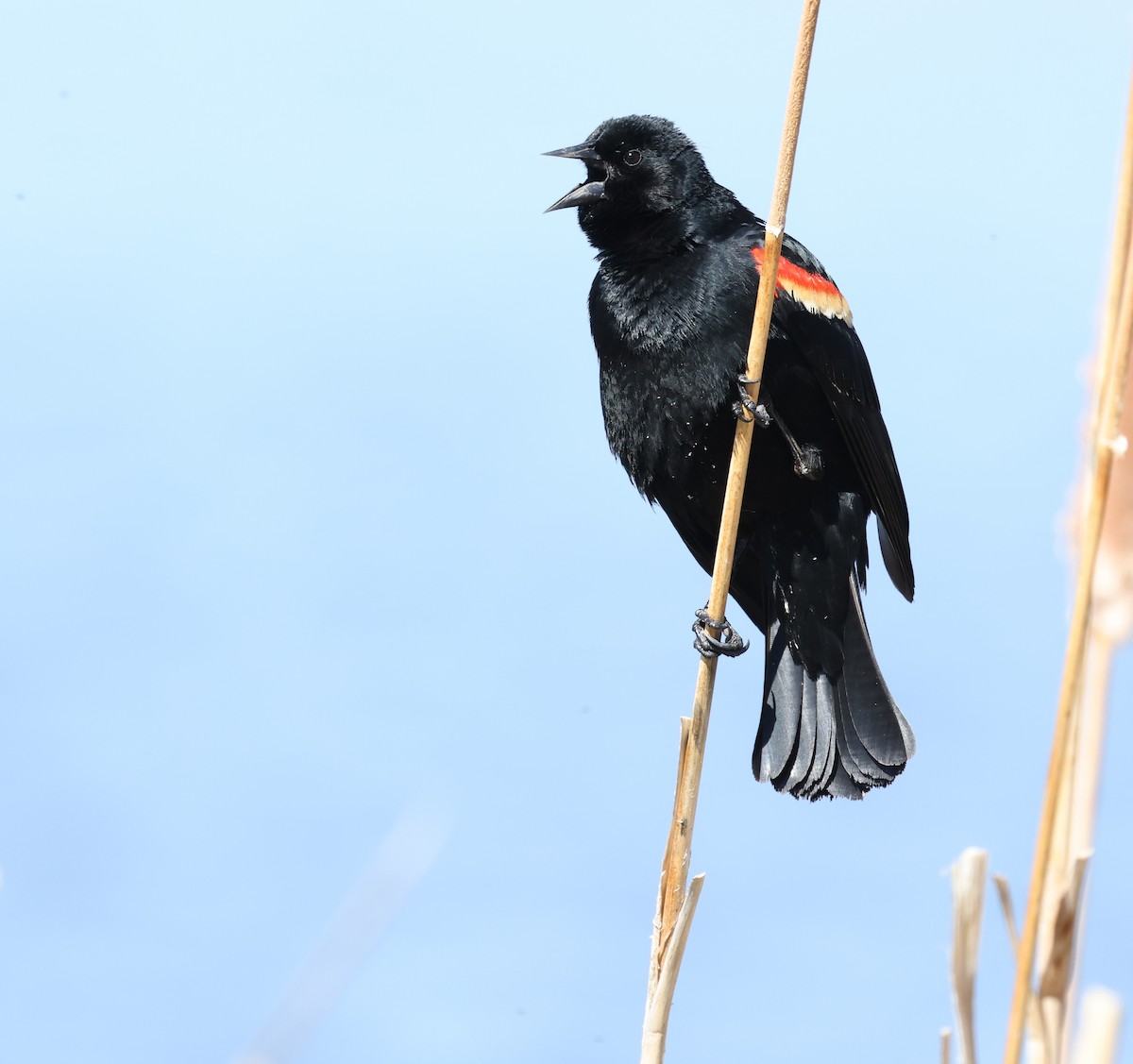 Red-winged Blackbird - Andy Gee
