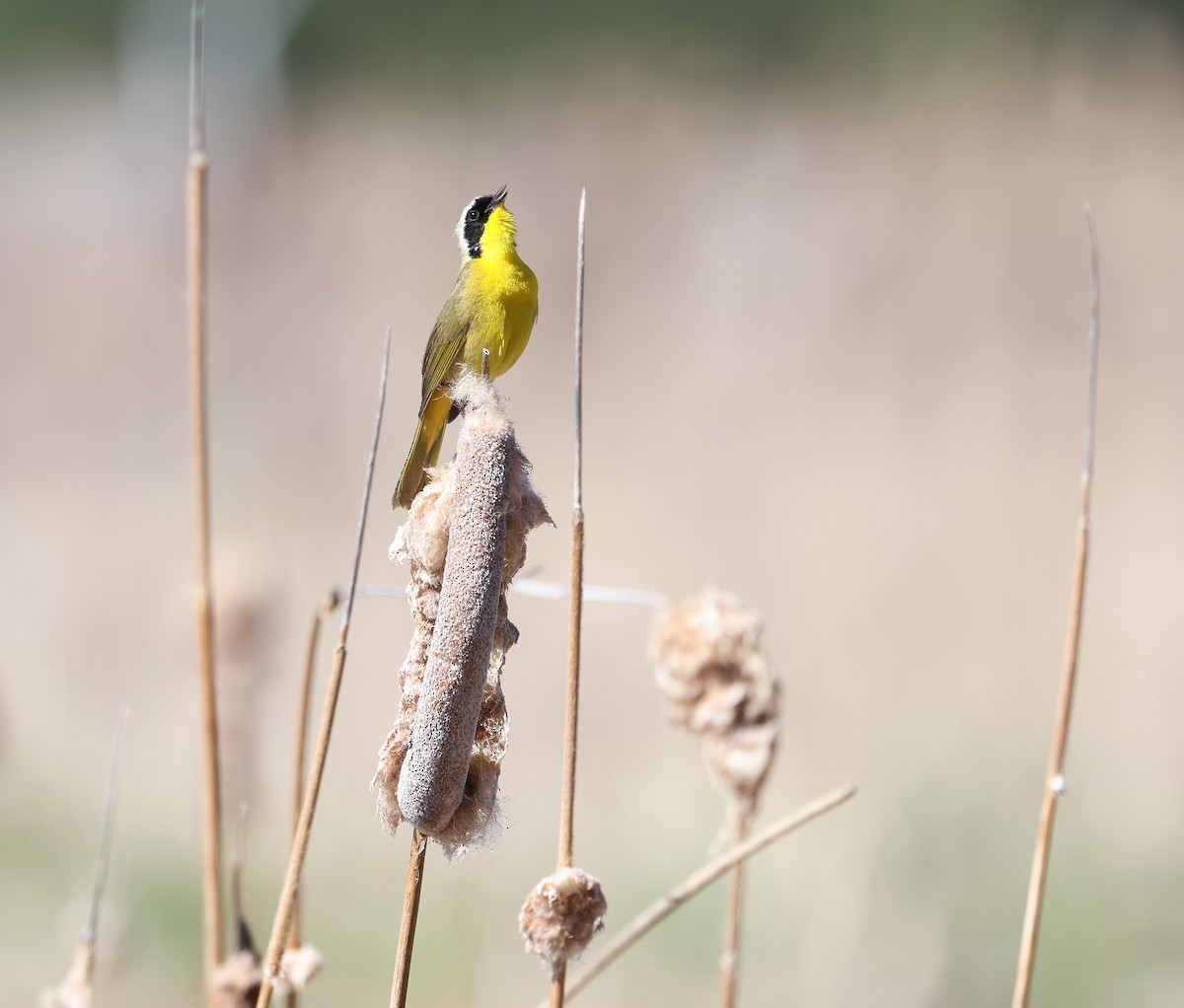Common Yellowthroat - Andy Gee