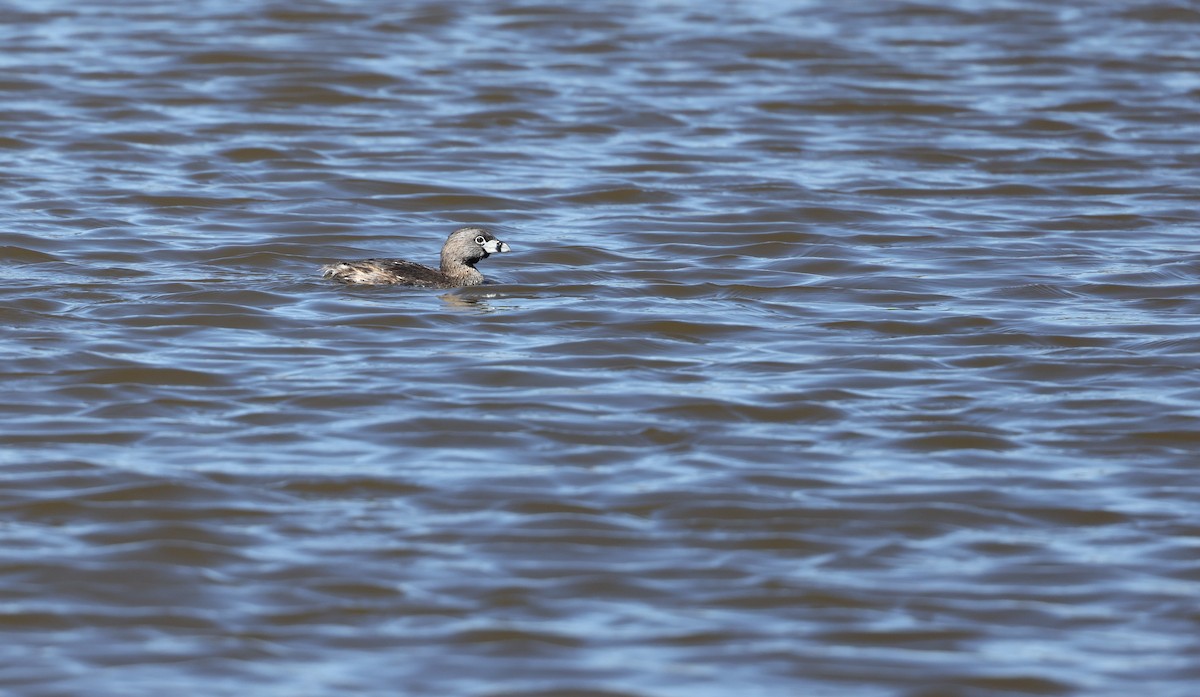 Pied-billed Grebe - Andy Gee