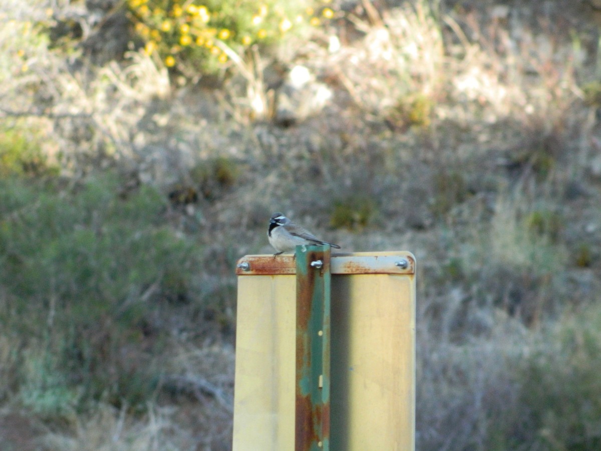 Black-throated Sparrow - ML618540127