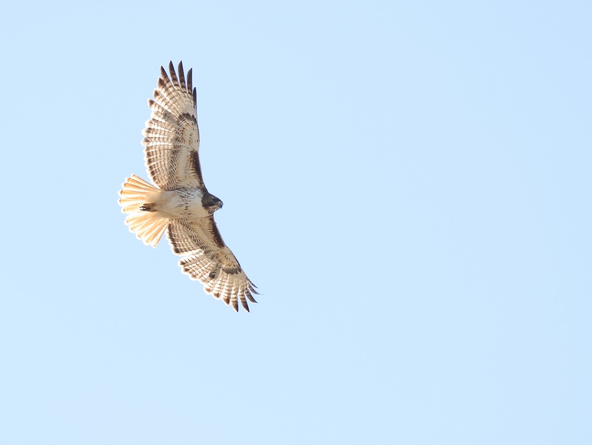 Red-tailed Hawk - ML618540128