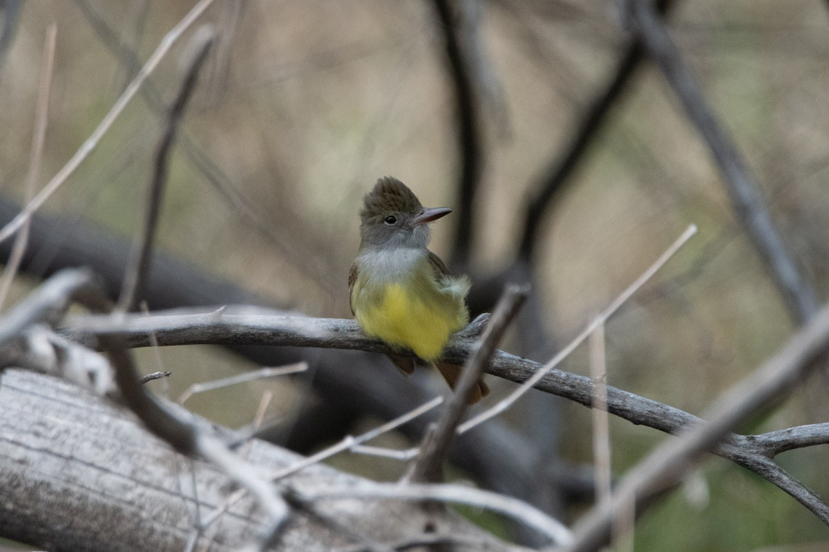Great Crested Flycatcher - ML618540129