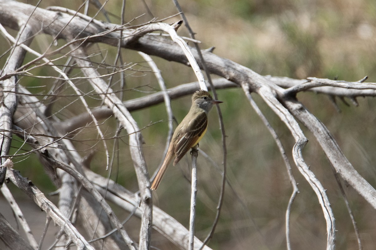 Great Crested Flycatcher - ML618540130
