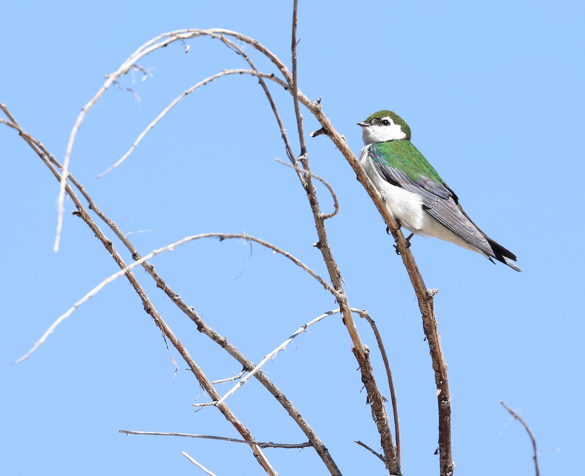 Violet-green Swallow - ML618540158