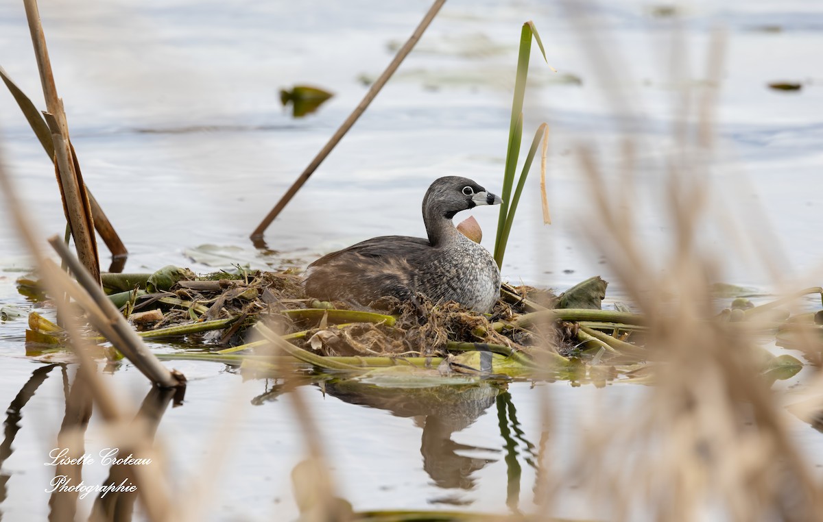 Pied-billed Grebe - Lisette Croteau