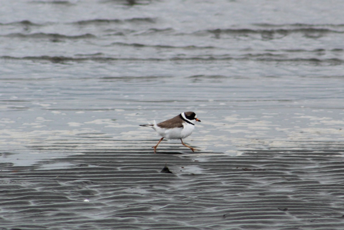 Semipalmated Plover - ML618540174