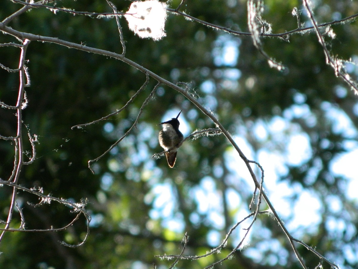 Costa's Hummingbird - ML618540194