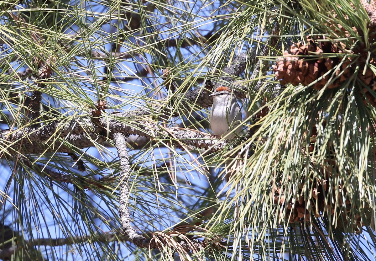 Chipping Sparrow - ML618540209