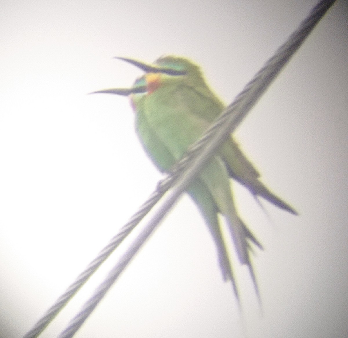 Blue-cheeked Bee-eater - ML618540229