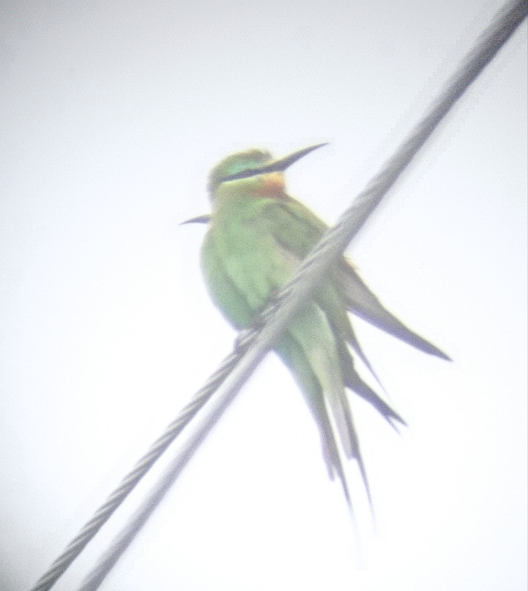 Blue-cheeked Bee-eater - ML618540230