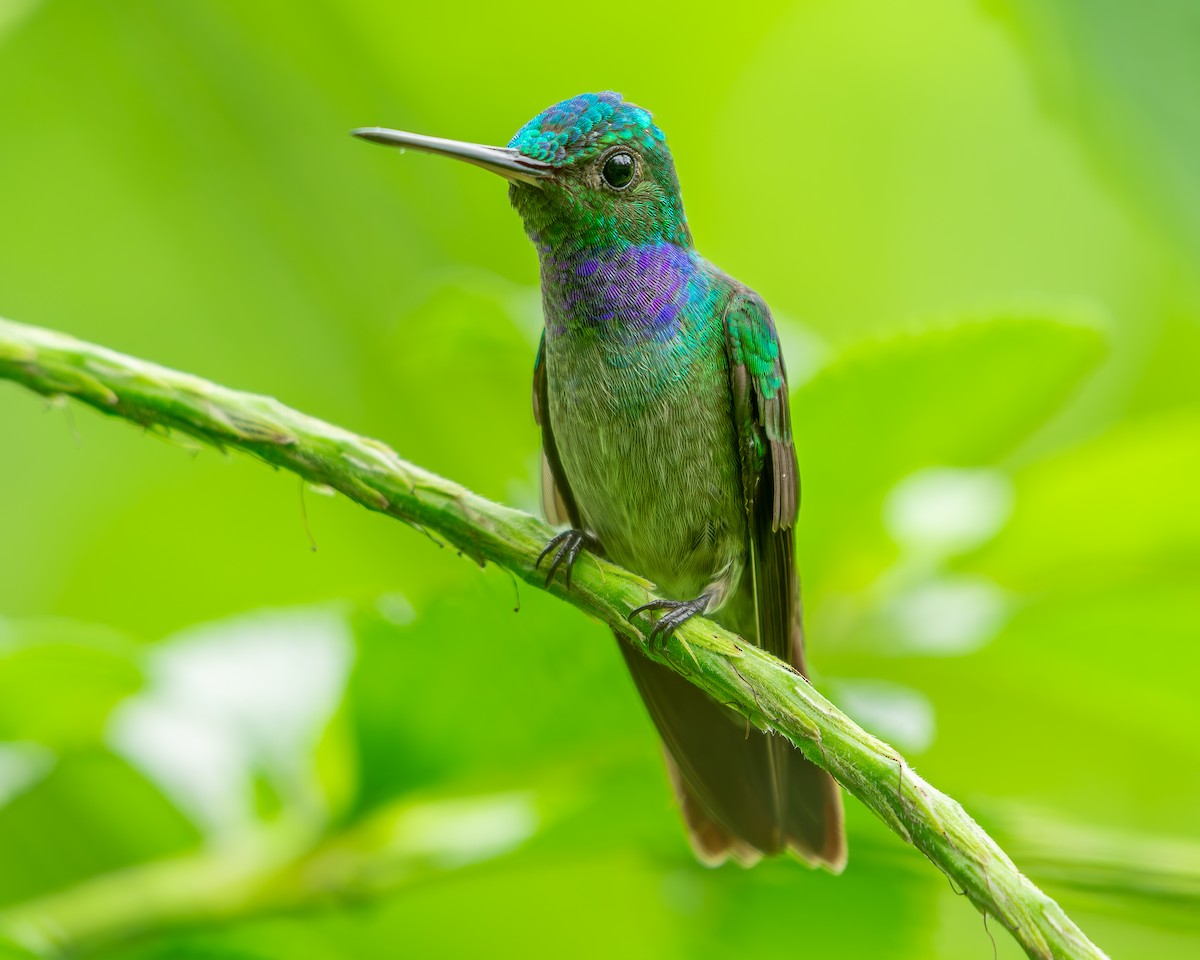 Charming Hummingbird - ML618540237