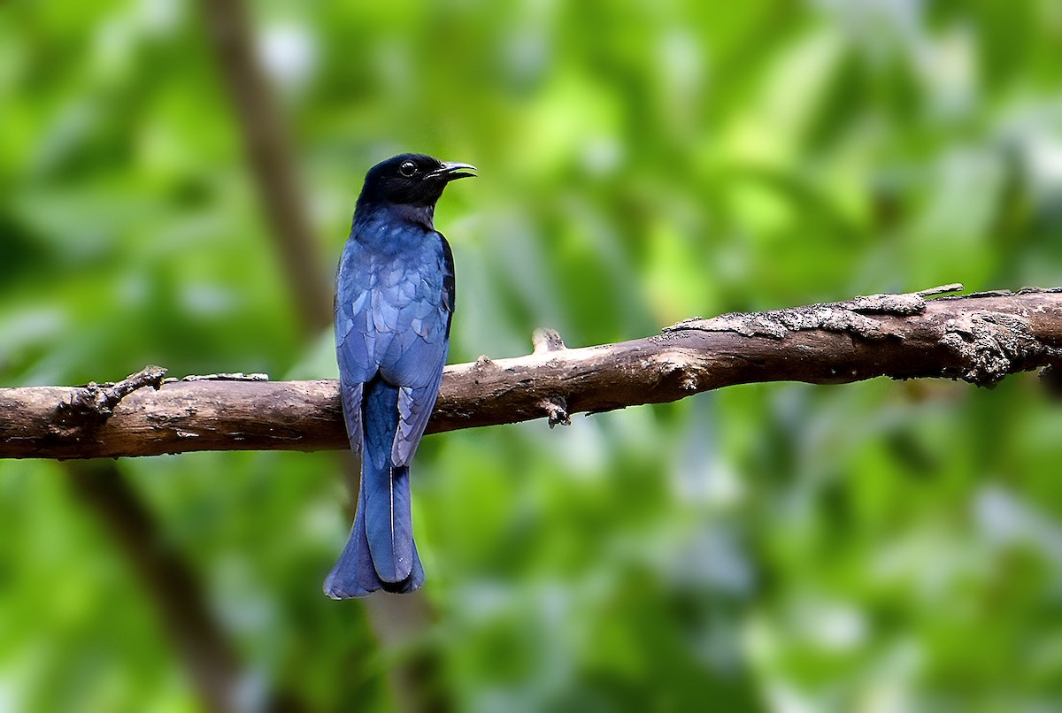 Square-tailed Drongo-Cuckoo - ML618540241