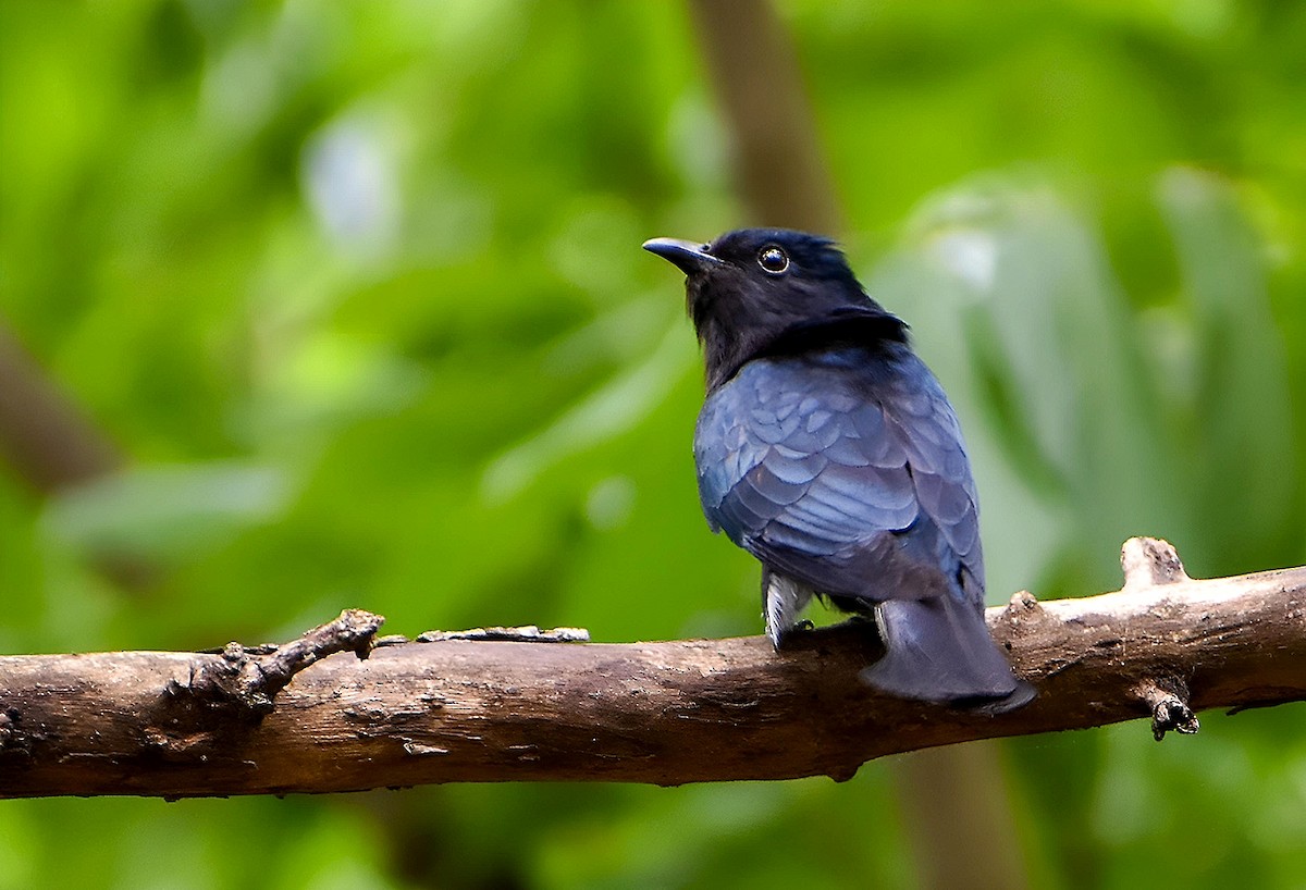 Square-tailed Drongo-Cuckoo - ML618540242