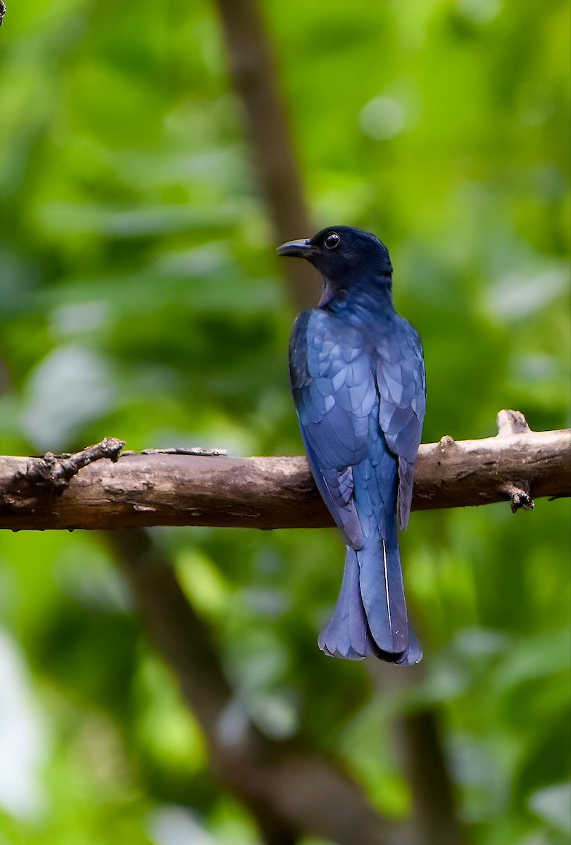 Square-tailed Drongo-Cuckoo - Suman Biswas