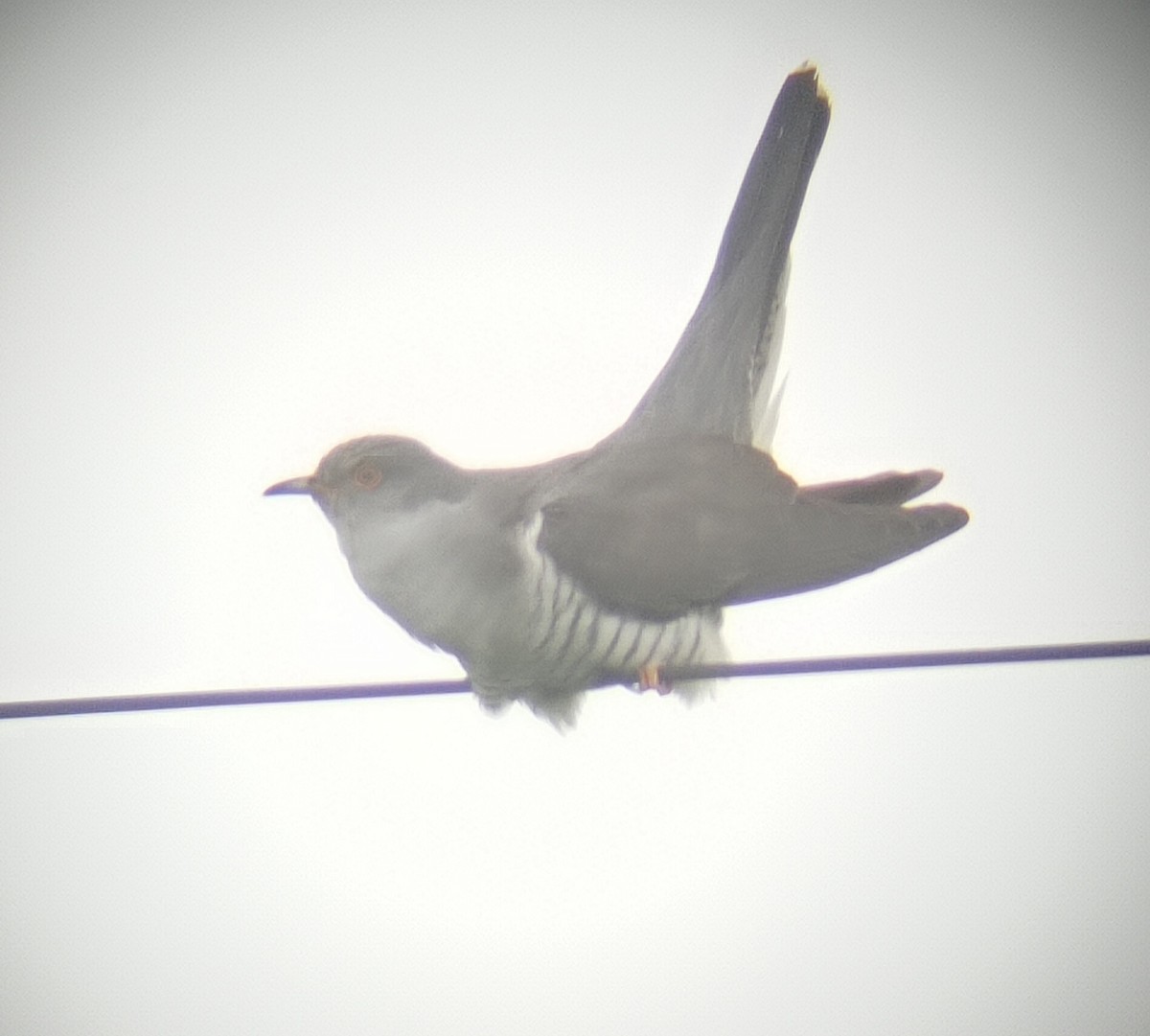 Common Cuckoo - Dan Gilbert