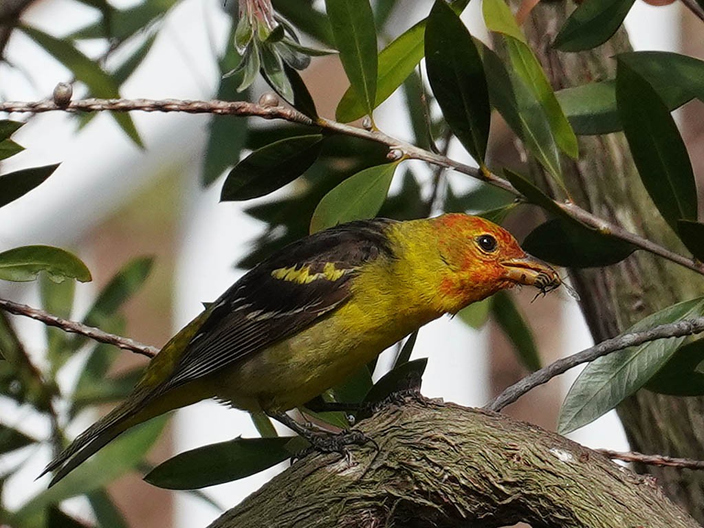 Western Tanager - ML618540281