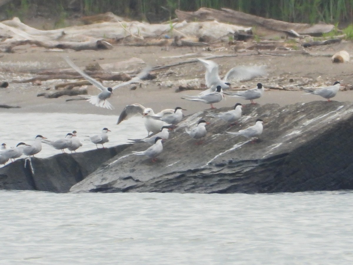 Forster's Tern - Chad Wilson