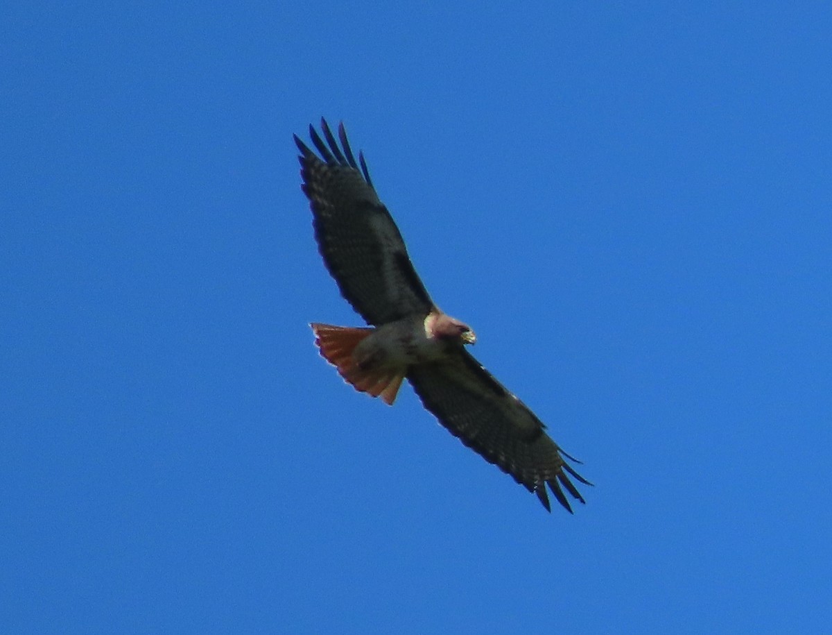 Red-tailed Hawk - Theresa Call