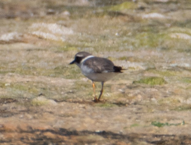Common Ringed Plover - ML618540307
