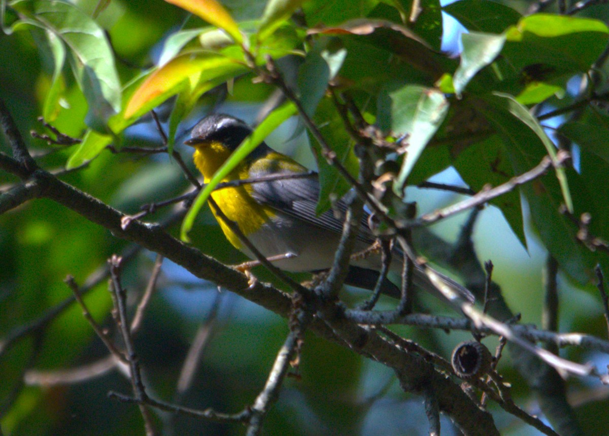 Crescent-chested Warbler - ML618540331