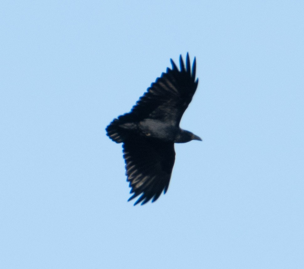 Fan-tailed Raven - ML618540400