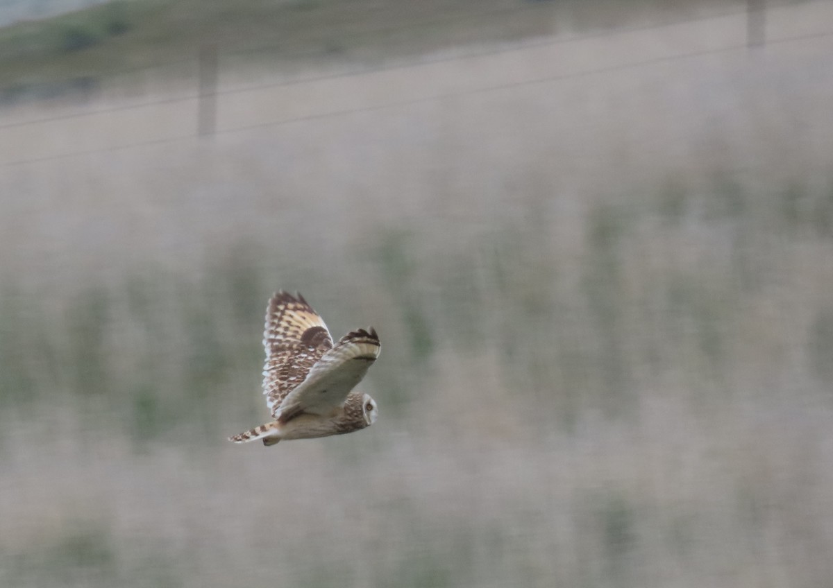Short-eared Owl (Northern) - ML618540403