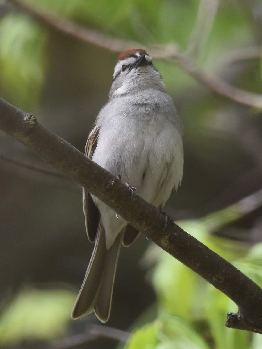 Chipping Sparrow - ML618540409