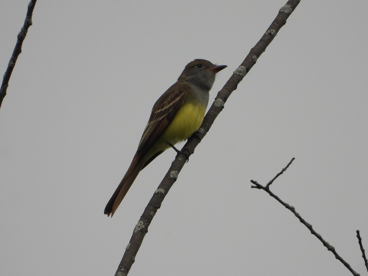 Great Crested Flycatcher - Chad Wilson
