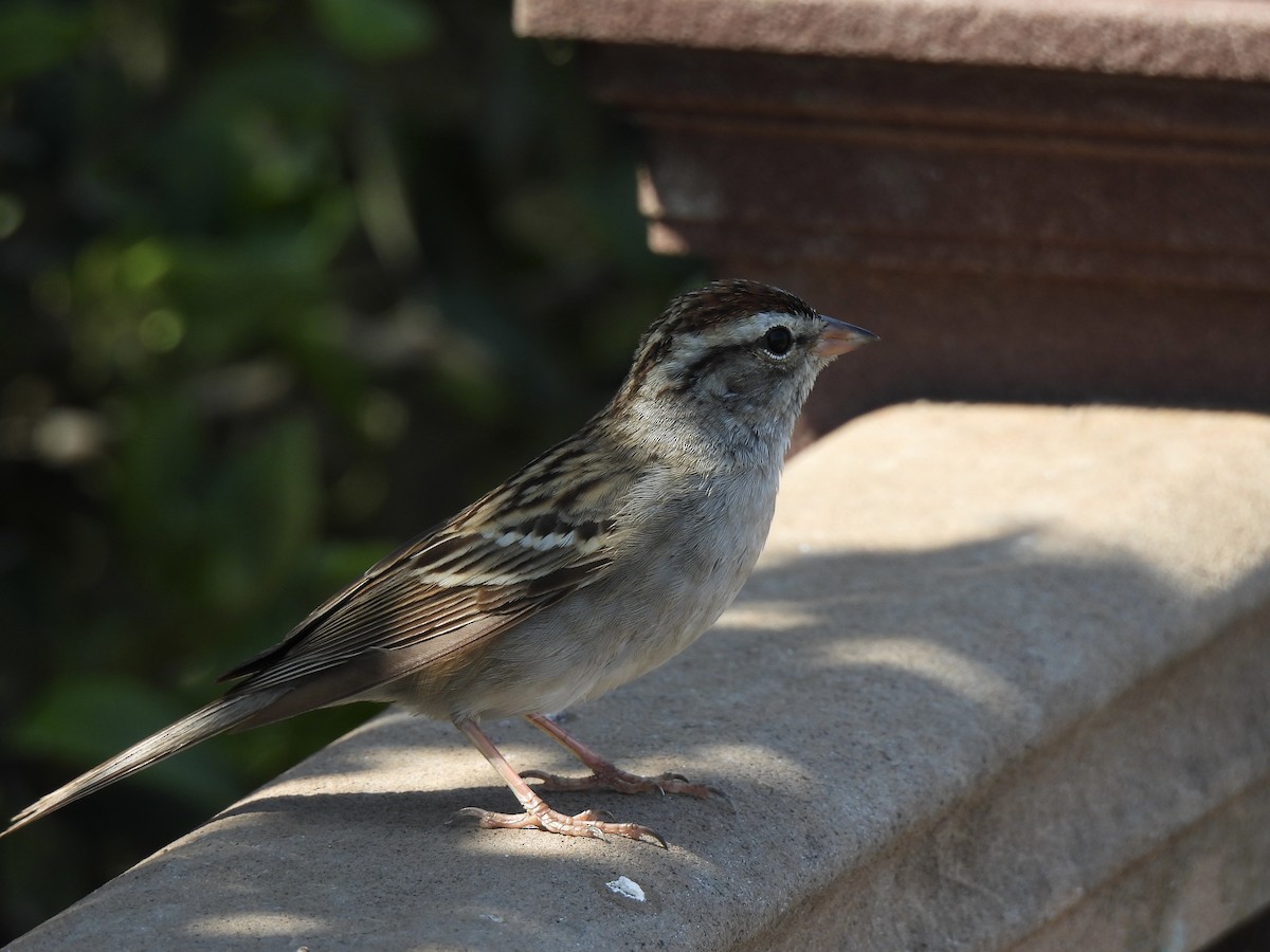 Chipping Sparrow - ML618540427